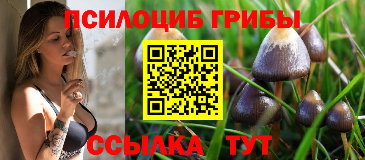 Псилоцибиновые грибы Psilocybe Гай